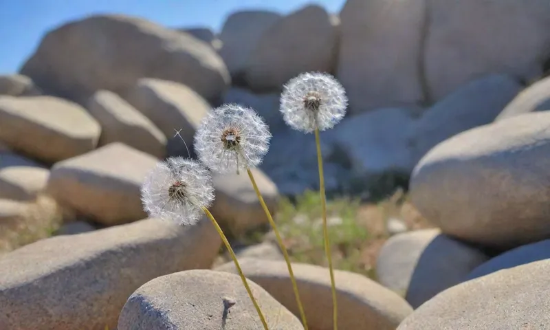 Un disparo de cerca de las delicadas semillas de león dispersas entre estrellas, rocas bañadas por el sol con el cielo azul girando detrás de ellas.